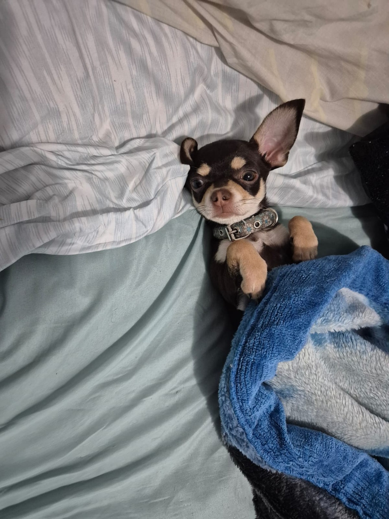 A small dog rests beside a blue blanket on a bed.