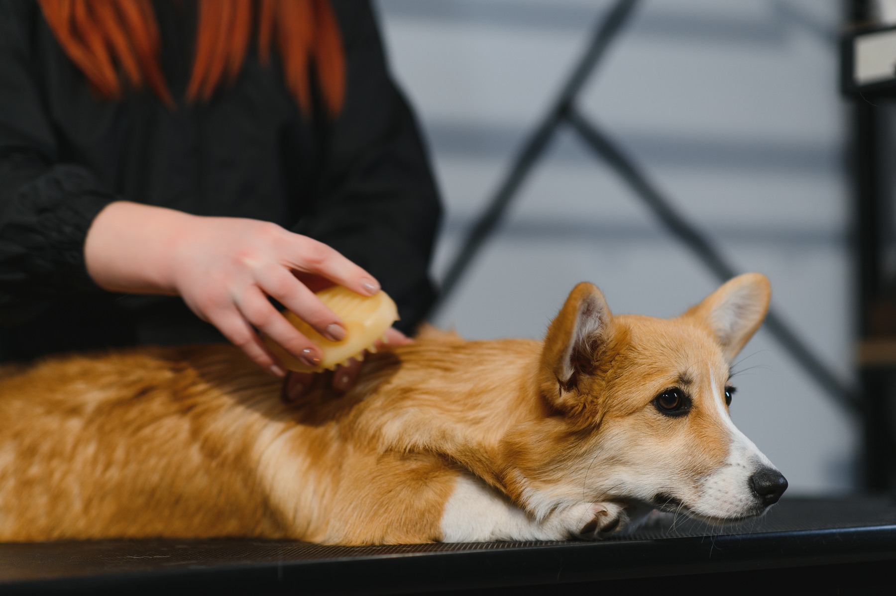 A person brushes a tan-and-white dog on a table.