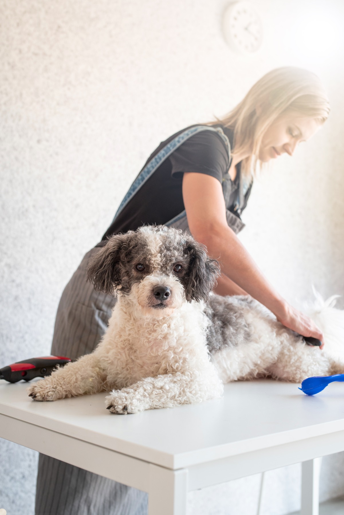 A person grooms a curly-coated dog on a white table.