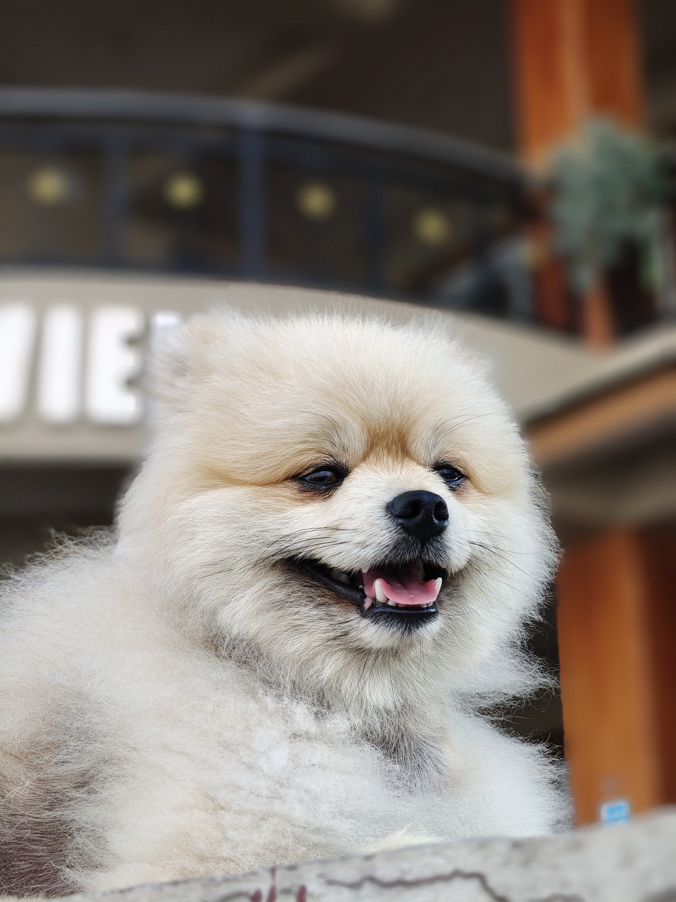 A cream-colored dog with a long coat viewed close up indoors.