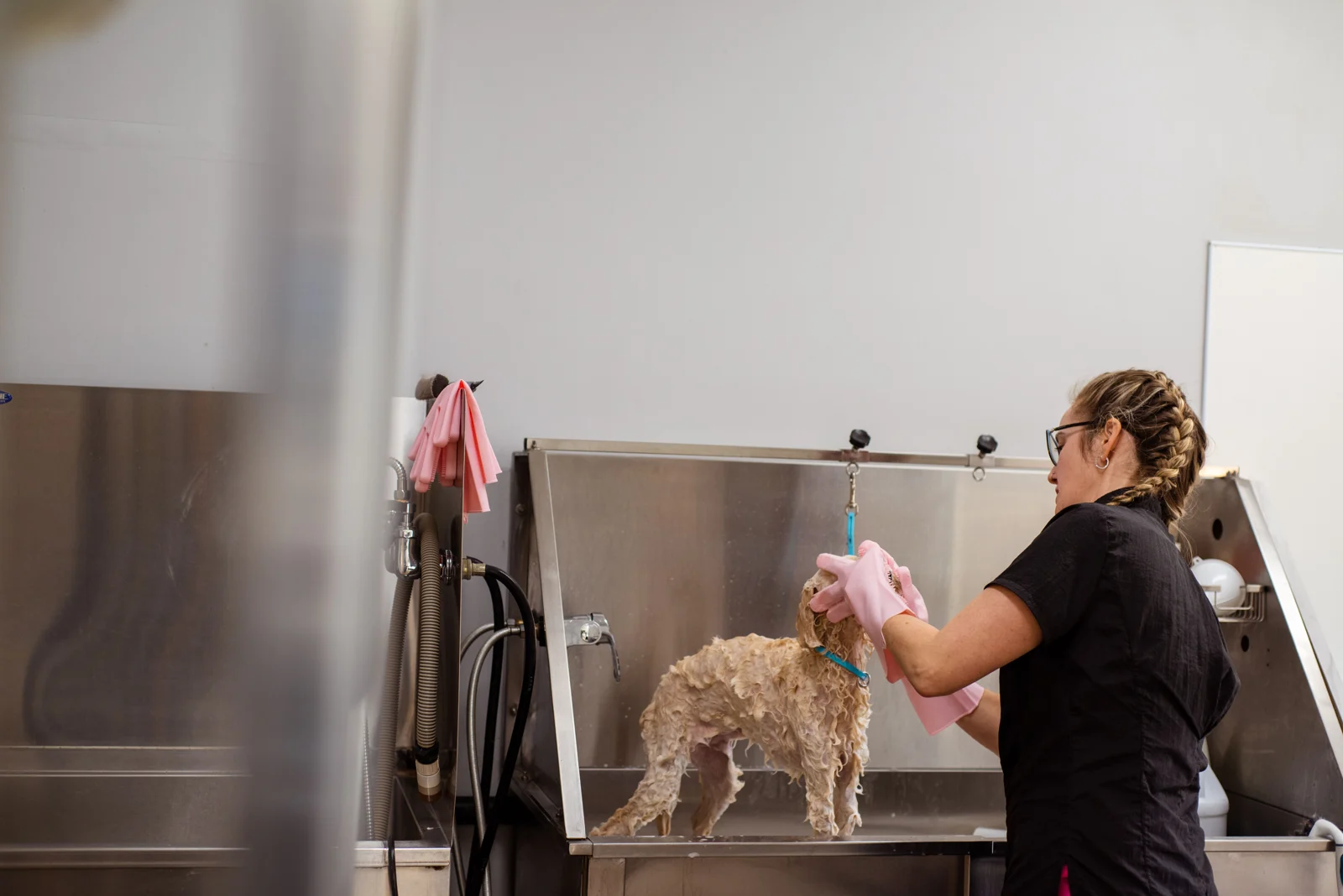 A groomer washing a small dog in a salon